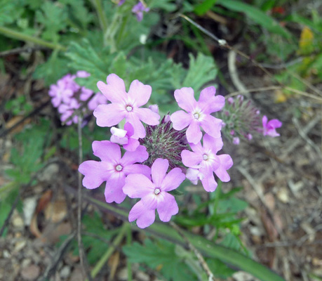 Desert Sand Verbena (Abronia villosa)