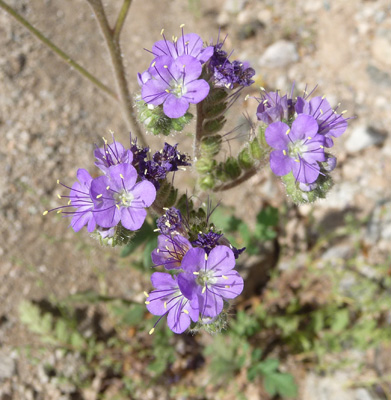 Cleftleaf Wildheliotrop (Phacelia crenulata)