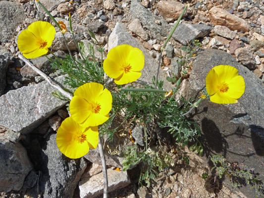 Mexican Gold Poppies (Eschscholzia californica ssp mexicana) 