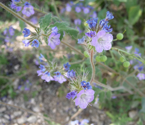 Cleftleaf Wildheliotrop (Phacelia crenulata)