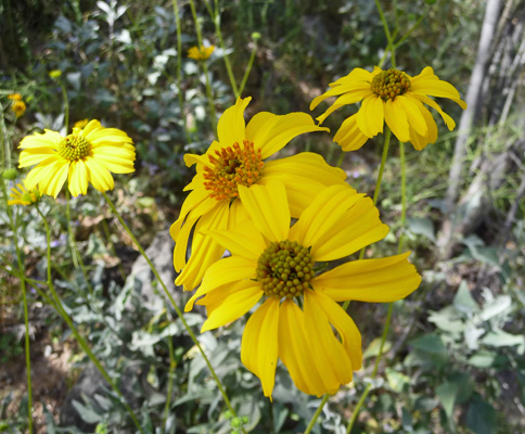 Brittlebush (Encelia farinosa)