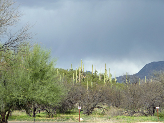 Saguaros at Catalina SP