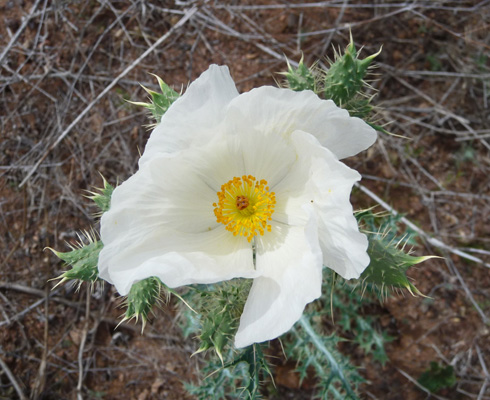 Prickly Poppy (Argemone munita)