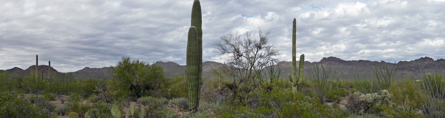 Gilbert Ray Campground site view