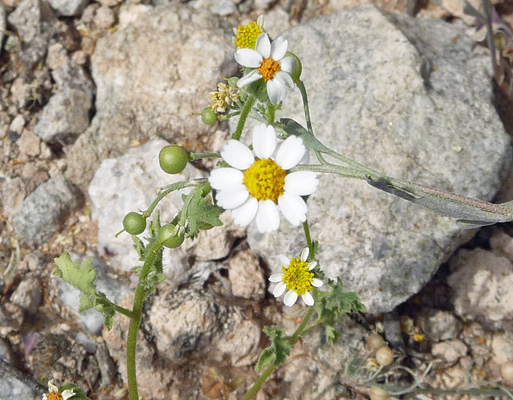 white wooly daisies (Antheropes lansum)