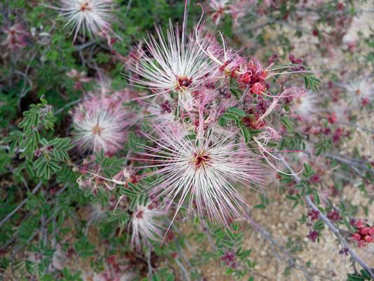 Fairyduster (Calliandra eriophylla)