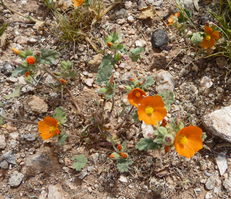 globemallow