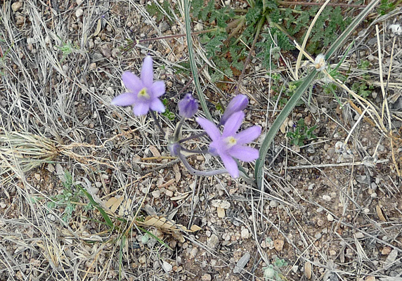 Blue Dicks (Dichelostema capitatum)