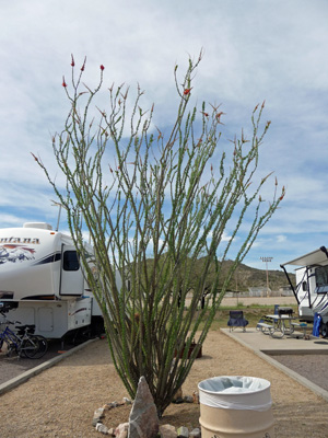 Ocotillo in bloom