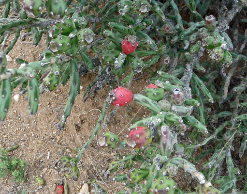 Arizona Pencil Chollas fruit