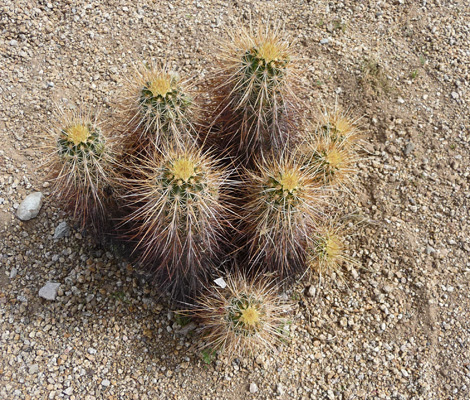 Engelmann Hedgehog Cactus