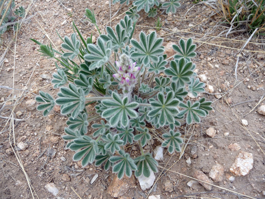 Bajada Lupine (Lupinus cocinnus)