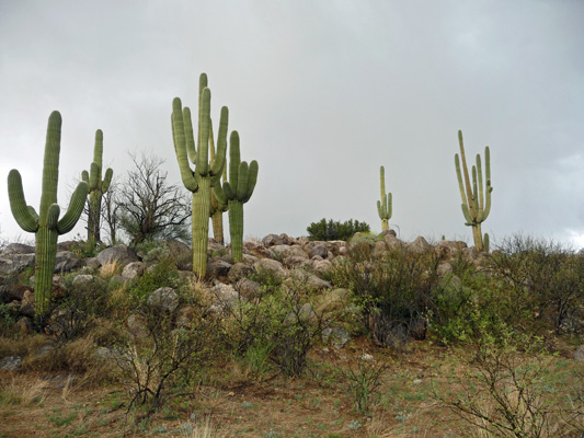 Saguaros Catalina SP