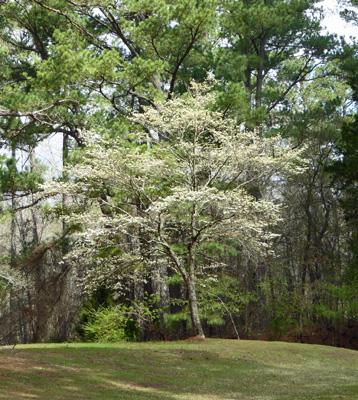 Dogwood at Wall Doxey State Park