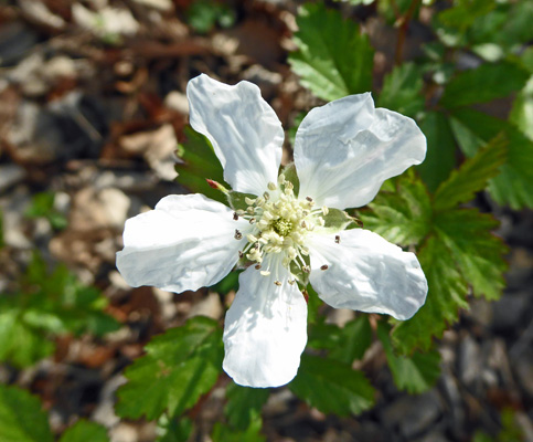 Wild raspberry flower