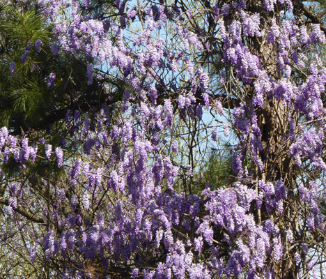 Wisteria