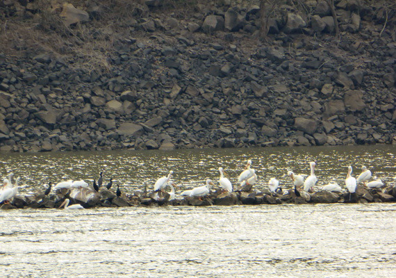 White pelicans and cormorants Arkansas River