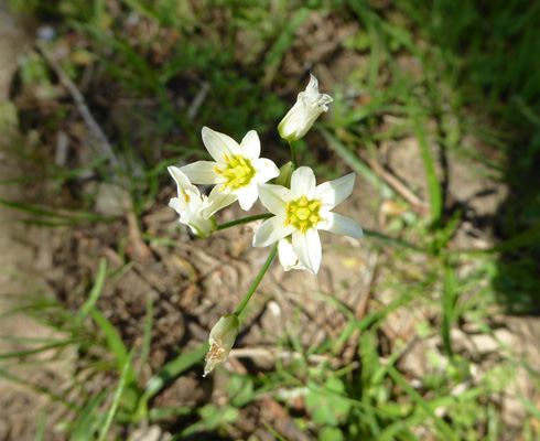 White flower onion family