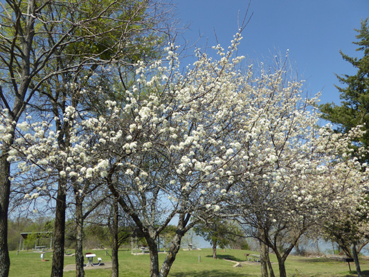 Flower fruit trees 