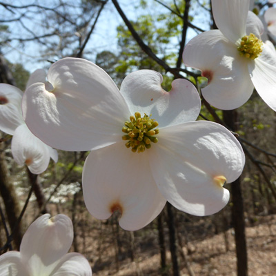 Dogwood (Cornus florida)