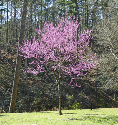 Redbud Hot Springs AR