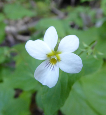 Canadian Violet (Viola canadensis)