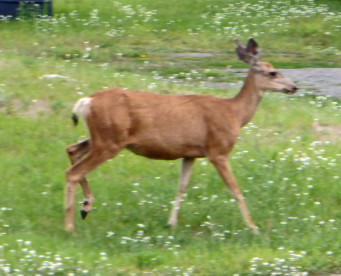 Blurry deer photo