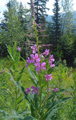 Fireweed