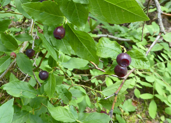 Wild blueberries