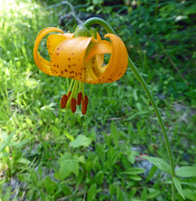 Columbia Lilies (Lily columbianum)