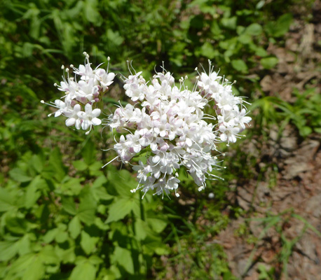 Mountain Valerian (Valeriana sitchensis)