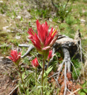 Red Paintbrush (Castilleja miniata)