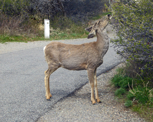 Deer Black Canyon of Gunnison campground