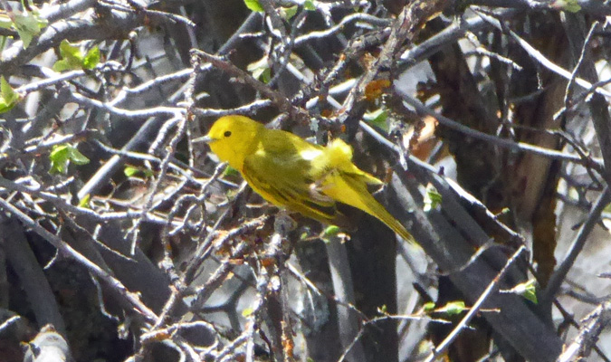 Goldfinch