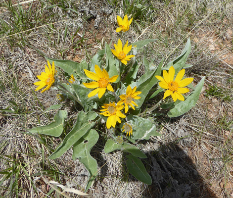 Arrowleafbalsamroot (Balsamorhiza sagittata)