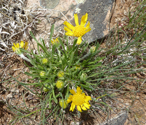 Ives’ Fournerved Daisy (Tetraneuris ivesiana)