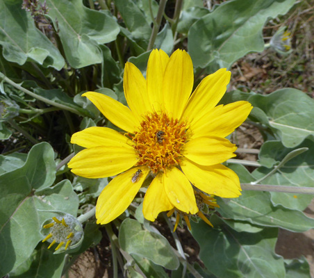 Arrowleafbalsamroot (Balsamorhiza sagittata)