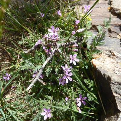 Spring Beauty (Claytonia rosea)