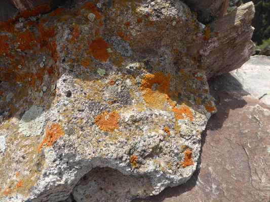 Orange lichen