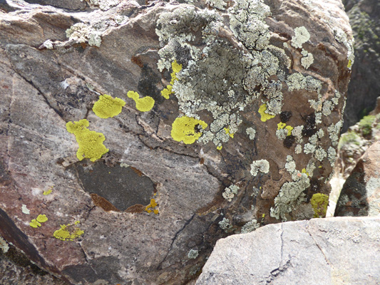 yellow and grey green lichen