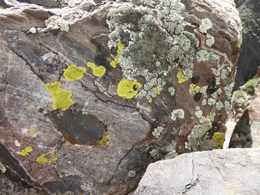 yellow and grey green lichen