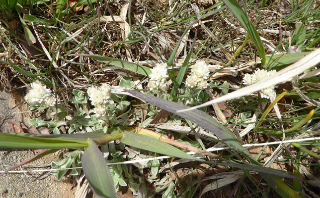 tiny pussy toes (Antennaria parvifolia)