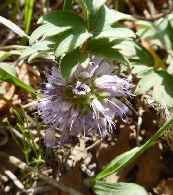 Dwarf Waterleaf (Hydrophyllum capitatum)