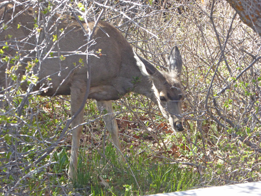 Deer campgroung Black Canyon of the Gunnison