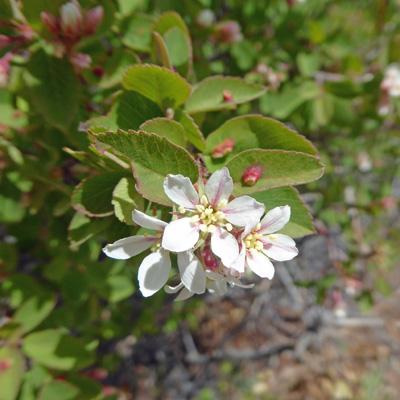 Serviceberries (Amelanchier alnifolia)