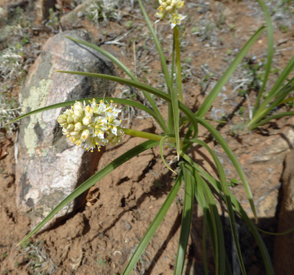 Death Camas (Toxicoscordion venenosum)
