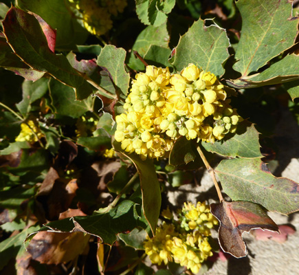 Oregon Grape (Mahonia repens)