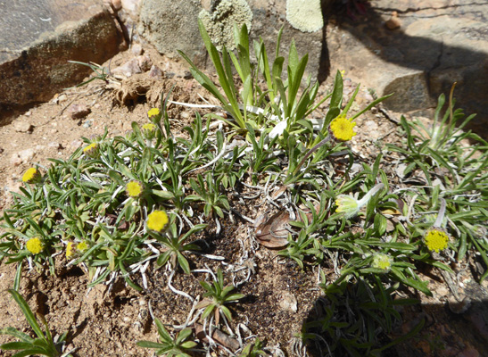 small yellow flower buds