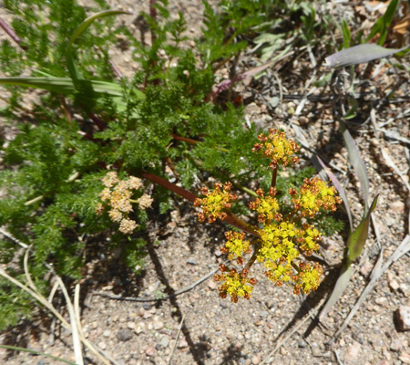 Gray’s Biscuitroot (Lomatium grayi)