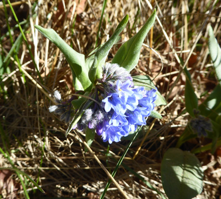 Bluebells